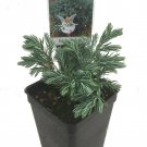 Boulevard Cypress - Chamaecyparis - 2.5" Pot - Fairy Garden Plant