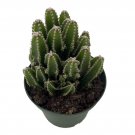 Fairy Castle Cactus - Cereus - Houseplant/Terrarium/Fairy Garden - 4" Pot