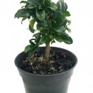 Fukien Tea Bonsai Tree - Carmona microphylla - 6" Pot - Indoor Houseplant