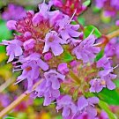 CREEPING THYME 4000 SEEDS PURPLE GROUNDCOVER LAWN HERB DROUGHT ARID PERENNIAL US