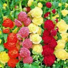HOLLYHOCK RARE MIX SPRING GARDEN PLANTING HUGE FLOWERS BEES BORDERS 60 SEEDS USA