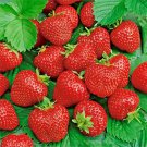 ALI BABA STRAWBERRY 100 SEEDS PERENNIAL CONTAINERS HEIRLOOM NON-GMO FRUIT USA