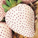 WHITE WONDER STRAWBERRY 50 SEEDS PERENNIAL CONTAINERS HEIRLOOM NON-GMO FRUIT USA