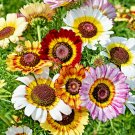 300+ PAINTED DAISY TRICOLOR SPRING MIX SEEDS GIGANTIC FLOWERS PERENNIAL BEES USA
