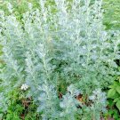 2000+ WORMWOOD ABSINTHE SEEDS SPRING PERENNIAL MOSQUITO PESTS DEER REPELLENT USA