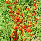 200+ GOJI BERRY SEEDS SPRING PERENNIAL CHINESE WOLFBERRY COLD HARDY SUPER FRUIT