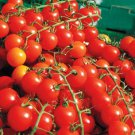 CHERRY TOMATOES SUPER SWEET LARGE 100+ SEEDS SWEET TASTY HEIRLOOM NON-GMO RARE