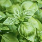 1500+ BASIL SEEDS LARGE LEAF AUTUMN HERB HEIRLOOM GARDEN MOSQUITO REPELLENT USA