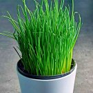 1000+ CHIVES SEEDS GREEN ONION AUTUMN PERENNIAL NON-GMO MOSQUITO REPELLENT HERBS