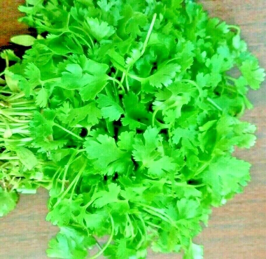 600+ CILANTRO SEEDS MEXICAN CORIANDER PEST REPELLENT SLOWBOLT HEIRLOOM