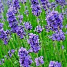 500+ LAVENDER SEEDS SPRING PERENNIAL MOSQUITO BUG REPELLING FALL HERB NON-GMO US