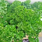 2000+ PARSLEY SPRING CURLED SEEDS HERB GARDEN VEGETABLE NON-GMO HEIRLOOM USA