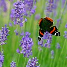 1200+ LAVENDER SEEDS SPRING PERENNIAL GARDEN MOSQUITO INSECT REPELLENT ENGLISH