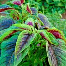 1000+ SEEDS RED AMARANTH STRIPE LEAF CHINESE SPINACH YIN CHO VEGETABLE GARDEN