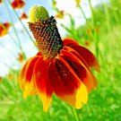 MEXICAN HAT 100+ SEEDS SPRING PERENNIAL RARE DROUGHT TOLERANT DEER REPELLENT USA