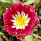 MORNING GLORY 25 SEEDS HUMMINGBIRD MIX RED ENSIGN TRICOLOR DWARF VINING FLOWERS
