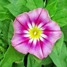 MORNING GLORY 30 SEEDS DWARF ROSE ENSIGN MIX TRICOLOR FLOWERS BEAUTIFUL VINING