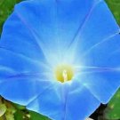 200 HEAVENLY BLUE MORNING GLORY SEEDS HUMMINGBIRDS BUTTERFLIES FLOWER CLIMBER US
