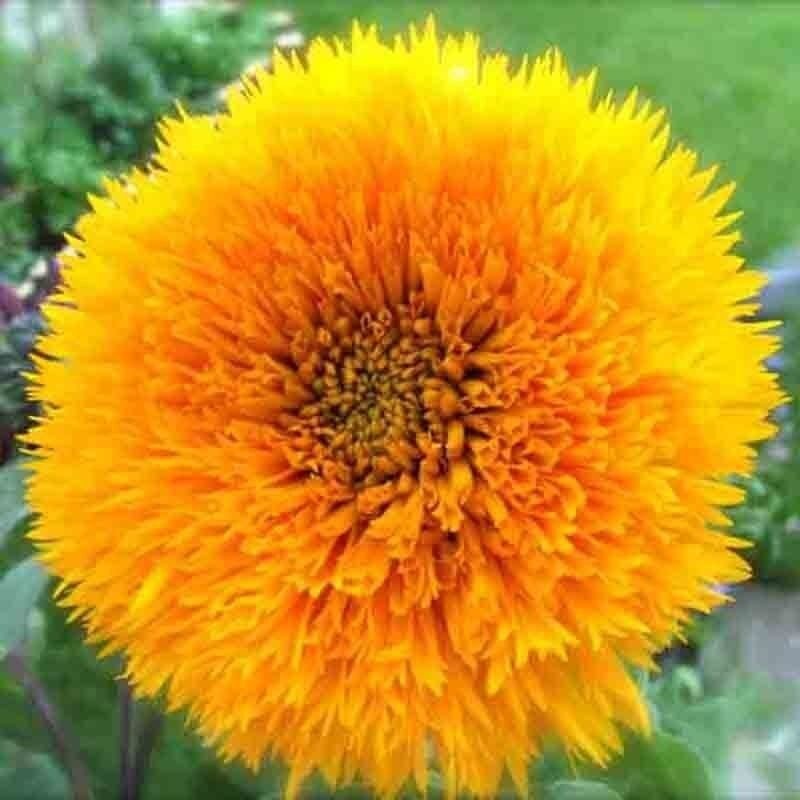 DOUBLE TALL SUNGOLD SUNFLOWER 28 SEEDS BLOOMS NON-GMO GIANT RARE BUTTERFLIES USA