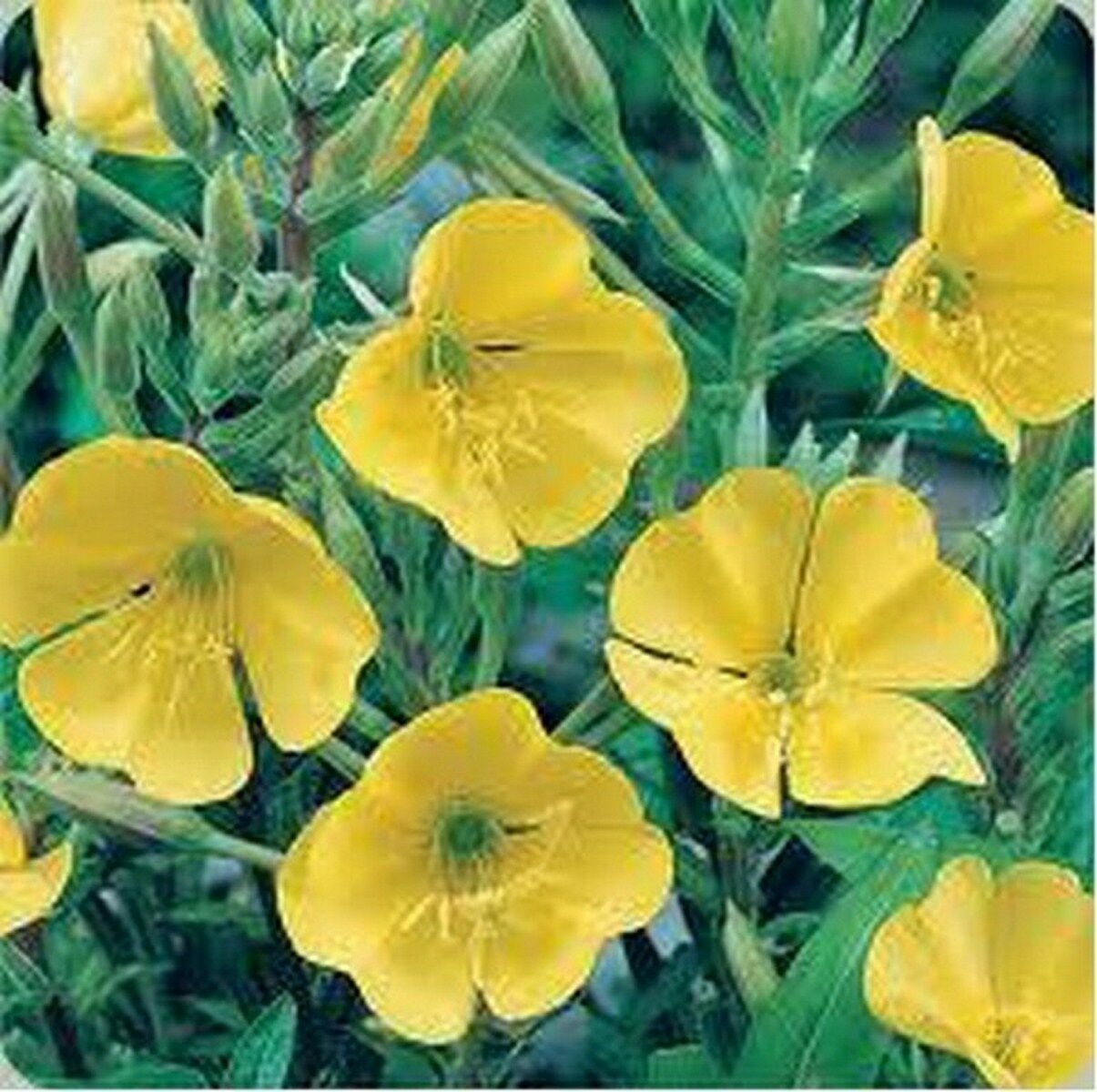 Evening Primrose -Yellow-(Oenothera Lamarckiana)- 500 Seeds