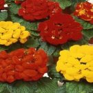 Slipper Flower- (Calceolaria Herbeohybrida) Fashion Mix- 50 Seeds