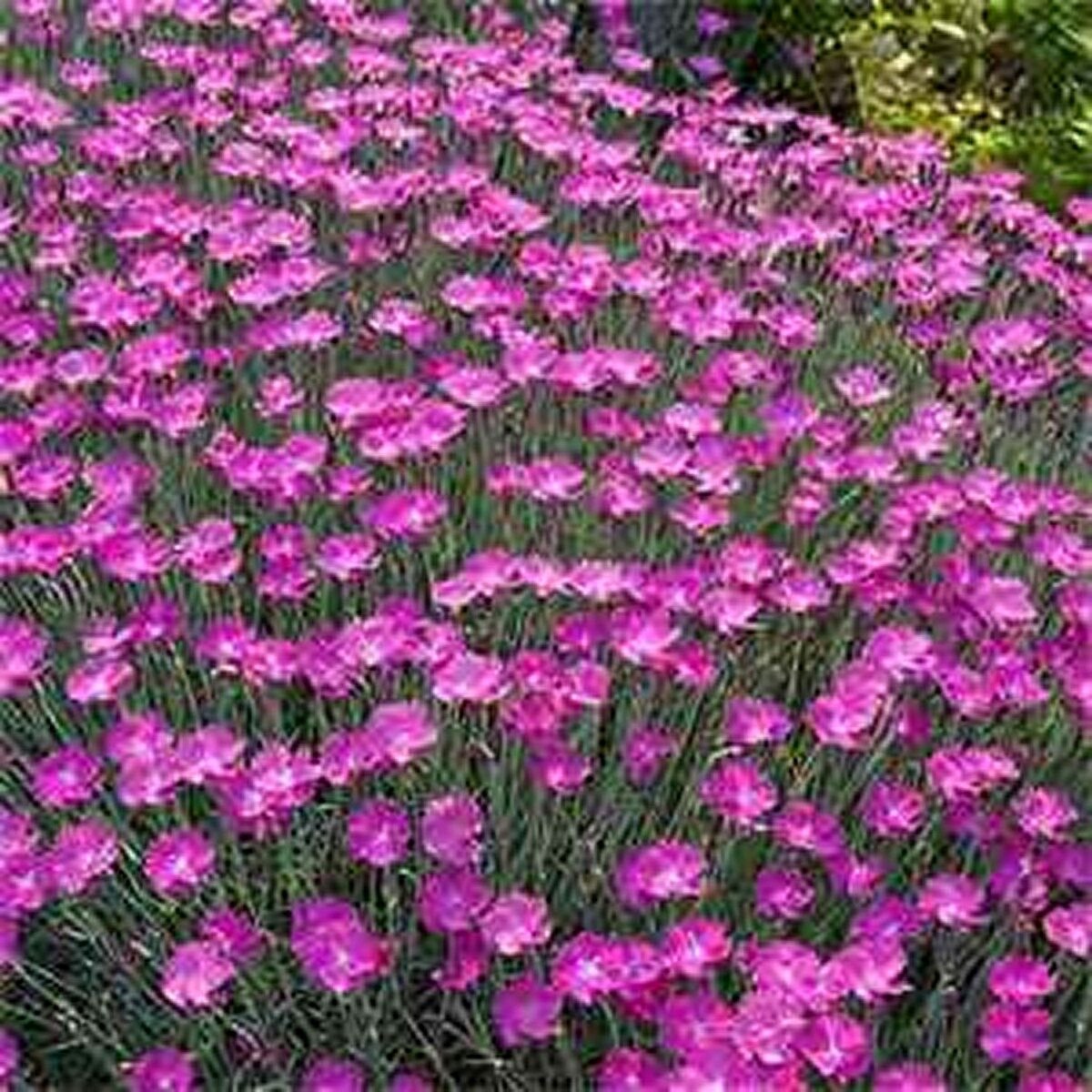 Dianthus -Gratianopolitanus- Cheddar Pink- 50 seeds