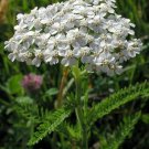 Yarrow- White- Achillea- 500 seeds