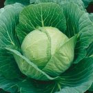 Cabbage- Golden Acre- 200 Seeds - 50% off sale