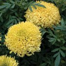 Marigold (Tagetes Erecta Tall Sierra Yellow)- 50 Seeds