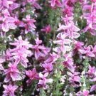 Salvia- Pink Sundae- 50 seeds