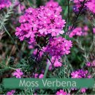 Moss Verbena (Verbena Tenuisecta)- 200 seeds