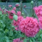 Peony Poppy- (Papaver Paeoniflorum) -Rose- 100 Seeds