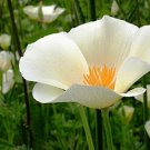 Poppy- White Linen- 100 Seeds -