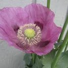 Poppy- Lavender- 100 Seeds