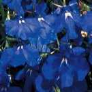 Lobelia Erinus - Marine Blue- 100 seeds