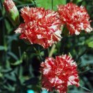 Carnation (Dianthus Caryophyllus) Avrenchin- 50 seeds