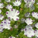Five Spot- Nemophila Maculata- 250 Seeds -