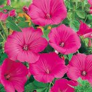 Rose Mallow- Lavatera Trimestris- Lovliness- 100 seeds