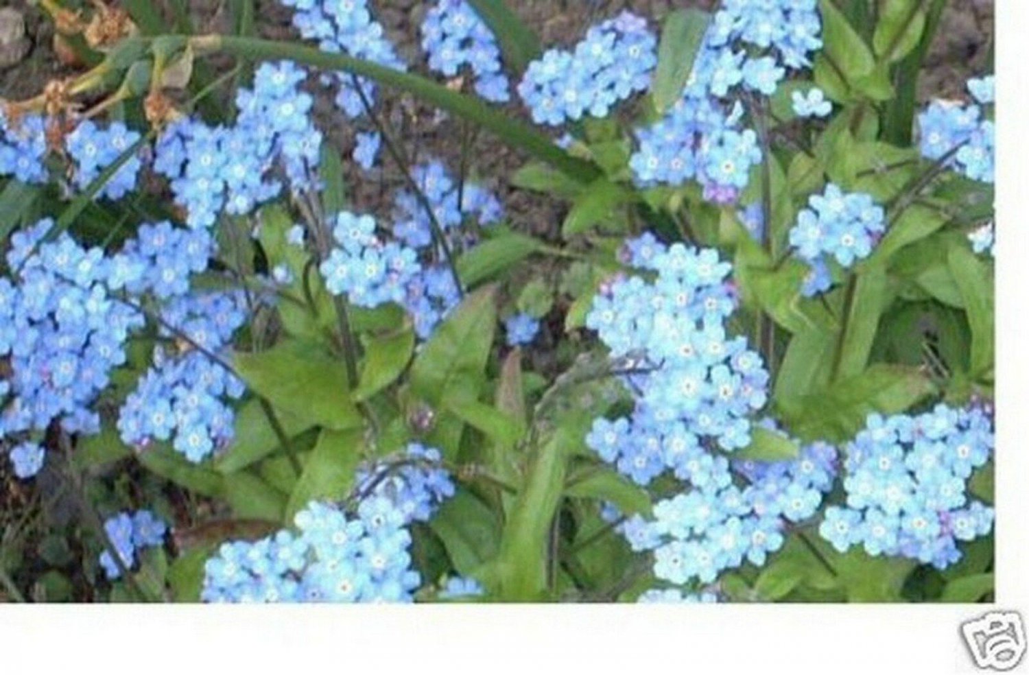 Forget-Me-Not- Chinese Blue (Cynoglossum Amabile)- 500 Seeds