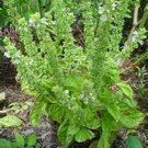 Basil- Lemon- (Ocimum Basilicum Citriodorum) -200 Seeds