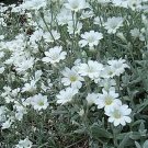 Snow in Summer (Cerastium Tomentosum)-200 seeds