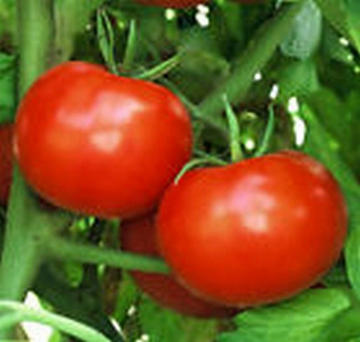 Tomato- Rutgers - 50 Seeds -