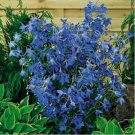 Delphinium- Cultorum- Butterfly Blue- 50 seeds