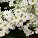 Primrose - Fairy- (Primula Malacoides)- White- 50 seeds