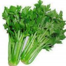 Celery- Tall Utah- 200 Seeds -