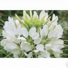 Cleome (Hassleriana )-White Queen- 100 Seeds