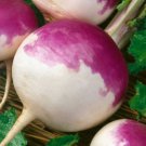 Turnip- Purple top- white globe- 100 Seeds -