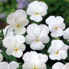 Pansy (Viola Wittrockiana Clear Crystals -White) - 50 Seeds