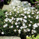 Dianthus Deltoides- White- 100 seeds