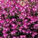 Lobelia Erinus - Rose Moon- 100 seeds